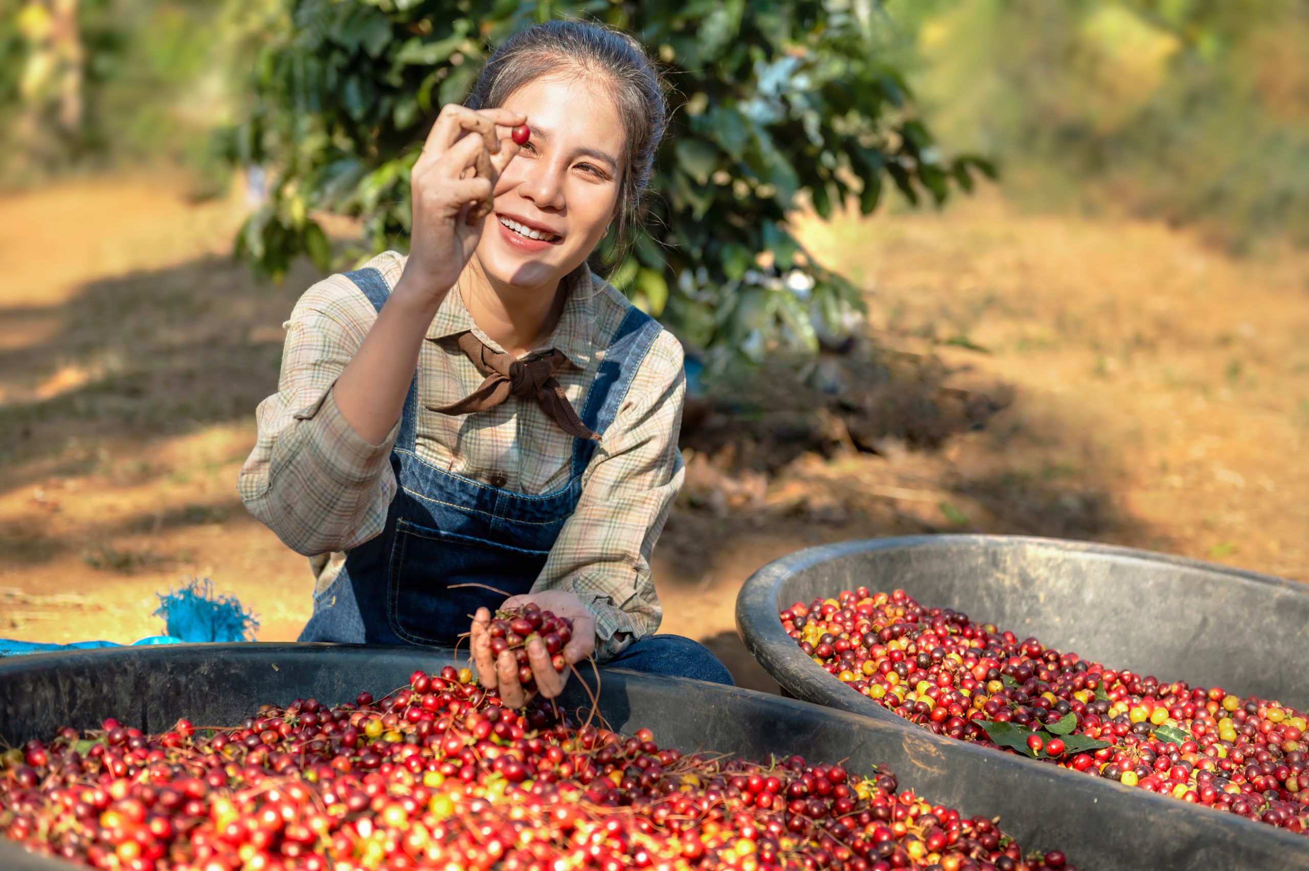 asian woman picking up raw coffee bean at farm