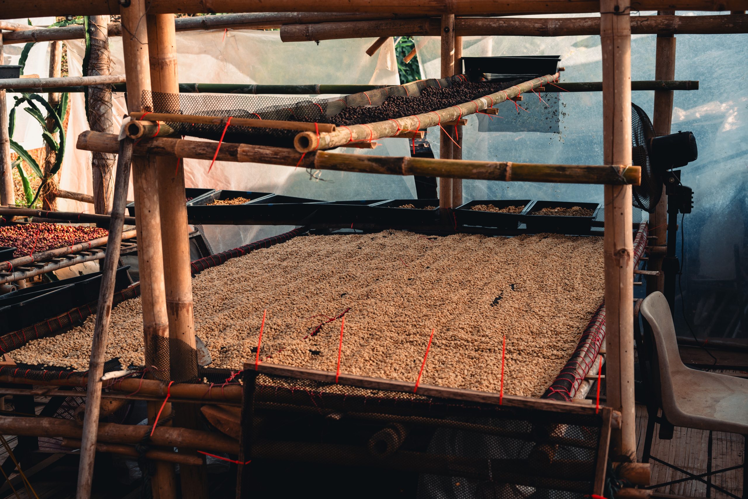 Coffee beans are being dried in a drying plant
