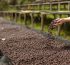 Woman pouring coffee beans into the drying stages at the farm