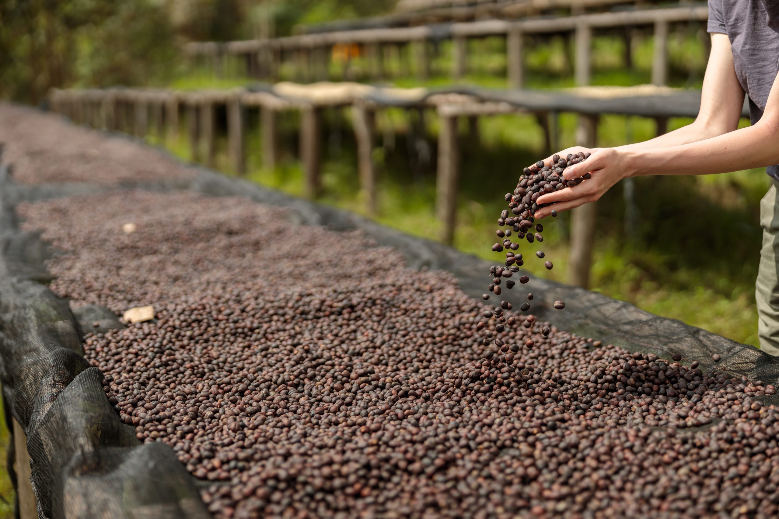 Woman pouring coffee beans into the drying stages at the farm