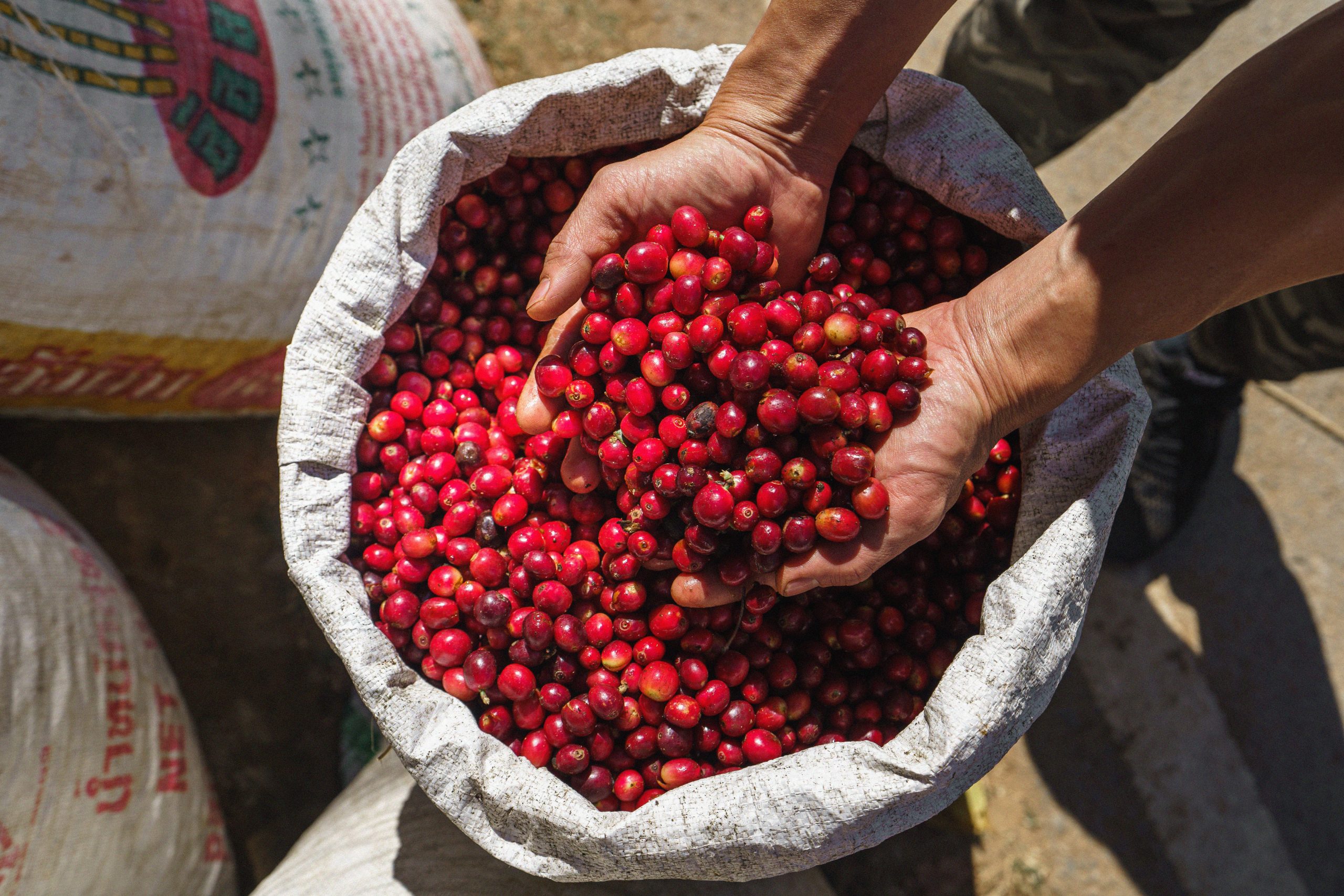 cherry coffee beans red coffee sack hand